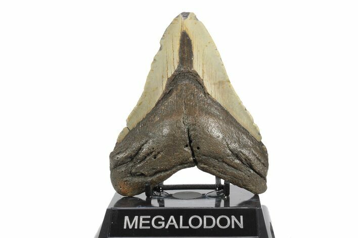 Fossil Megalodon Tooth - North Carolina #245895